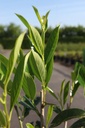 Prunus laurocerasus 'Caucasica' cont. 3,6L 80-100 cm +f
