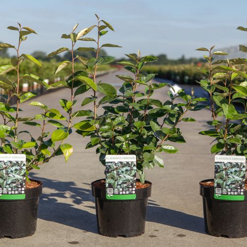 Elaeagnus ebbingei cont. 3,6L 50-60 cm +B