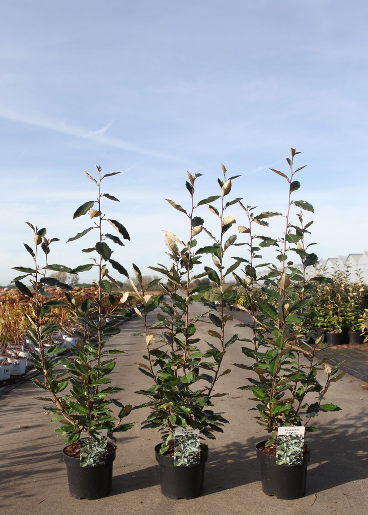 Elaeagnus ebbingei cont. 3,6L 50-60 cm +p