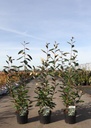 Elaeagnus ebbingei cont. 3,6L 50-60 cm +p