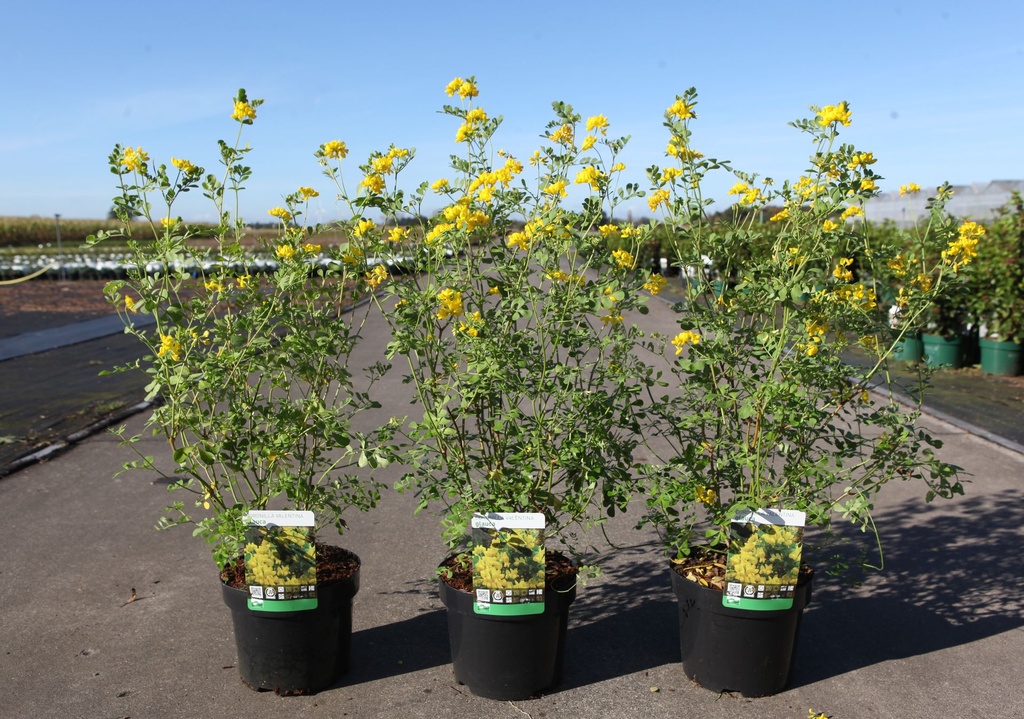 Coronilla valentina glauca cont. 3,6L 30-40 cm +p