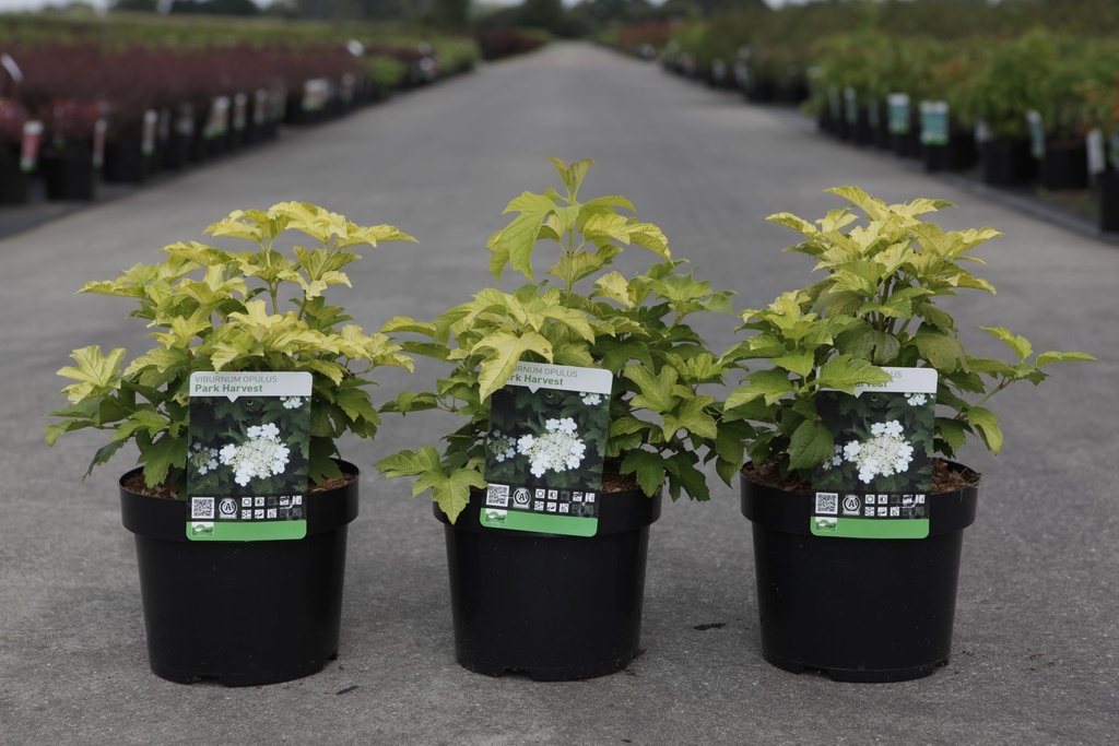Viburnum opulus 'Park Harvest' cont. 3,6L 40-50 cm +f