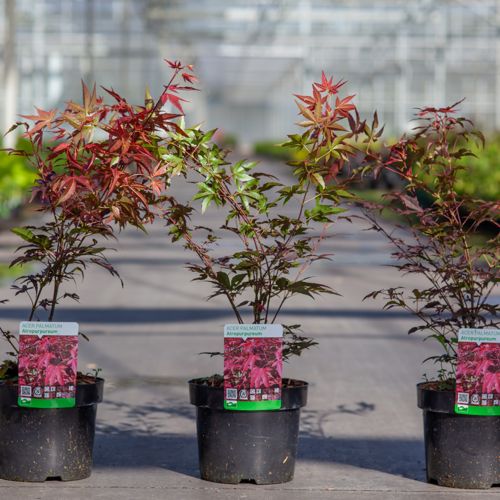 Acer palmatum 'Atropurpureum' cont. 3,6L 40-50 cm +B