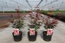 Acer palmatum 'Atropurpureum' cont. 3,6L 40-50 cm +B