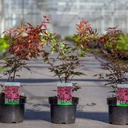 Acer palmatum 'Atropurpureum' cont. 3,6L 40-50 cm +p