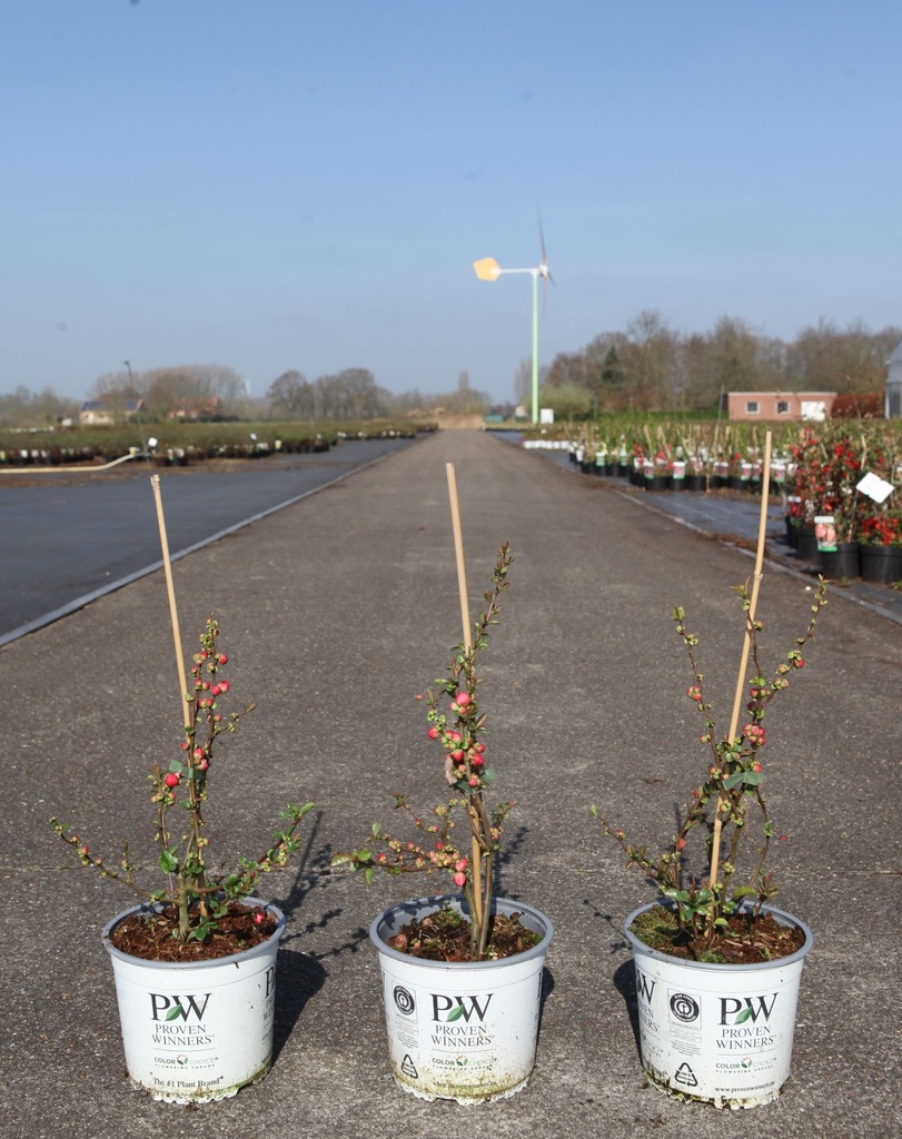 Chaenomeles speciosa Proven Winners® MANGO STORM (PBR) cont. 3L Proven Winners® 40/+ cm +p