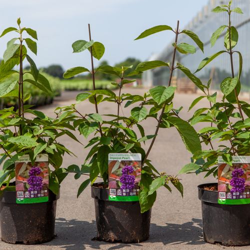 Callicarpa bodinieri IMPERIAL PEARL® cont. 3,6L 40/+ cm +B