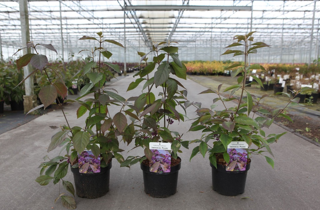 Callicarpa bodinieri IMPERIAL PEARL® cont. 3,6L 40/+ cm +B