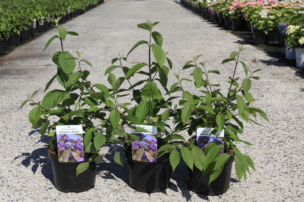 [P] Callicarpa bodinieri IMPERIAL PEARL® cont. 3,6L 40/+ cm +f
