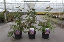 Callicarpa bodinieri IMPERIAL PEARL® cont. 3,6L 40/+ cm +ф