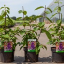 Callicarpa bodinieri IMPERIAL PEARL® cont. 3,6L 40/+ cm +p