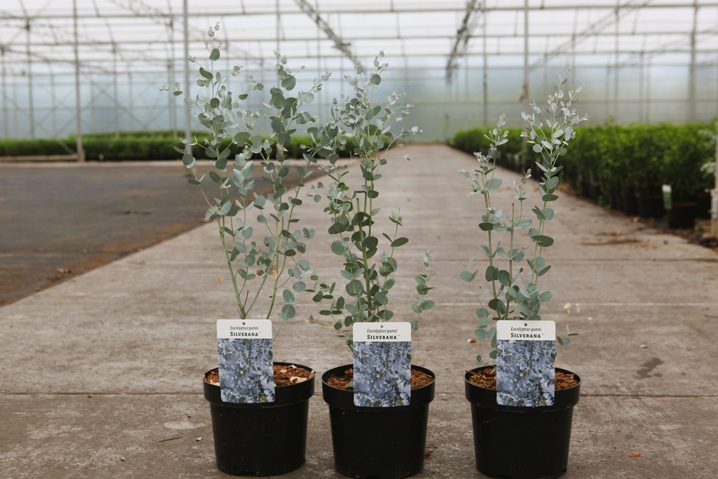 [P] Eucalyptus gunnii SILVERANA (PBR) cont. 3,6L 30-40 cm +f