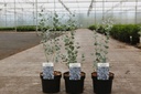 Eucalyptus gunnii SILVERANA (PBR) cont. 3,6L 30-40 cm +B