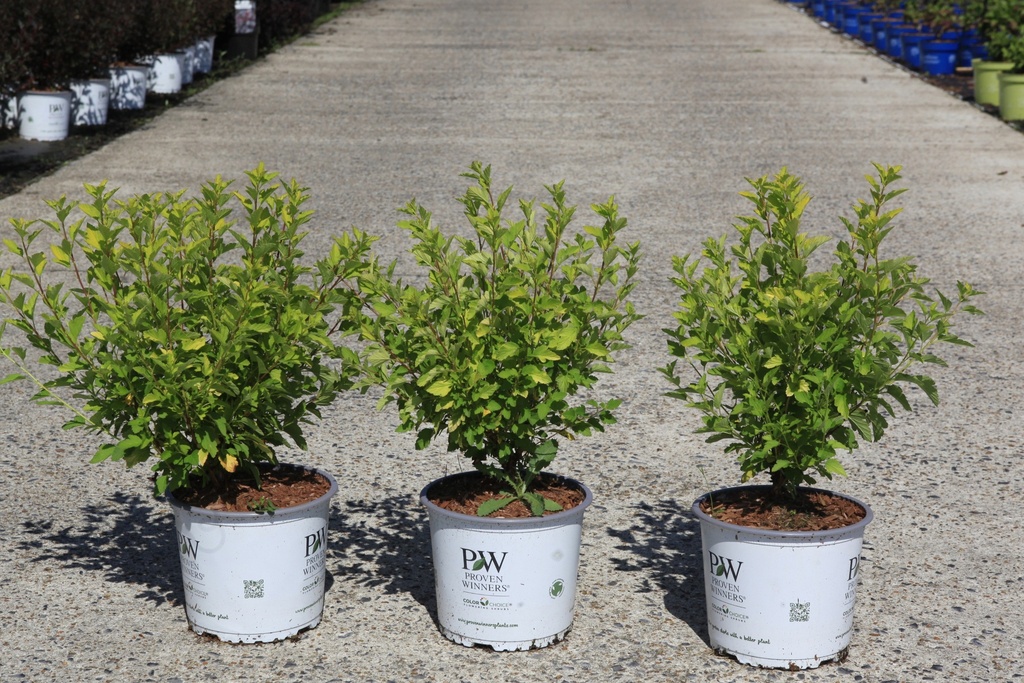 Physocarpus opulifolius Proven Winners® TINY WINE GOLD (PBR) cont. 3L деко 40-50 cm +ф