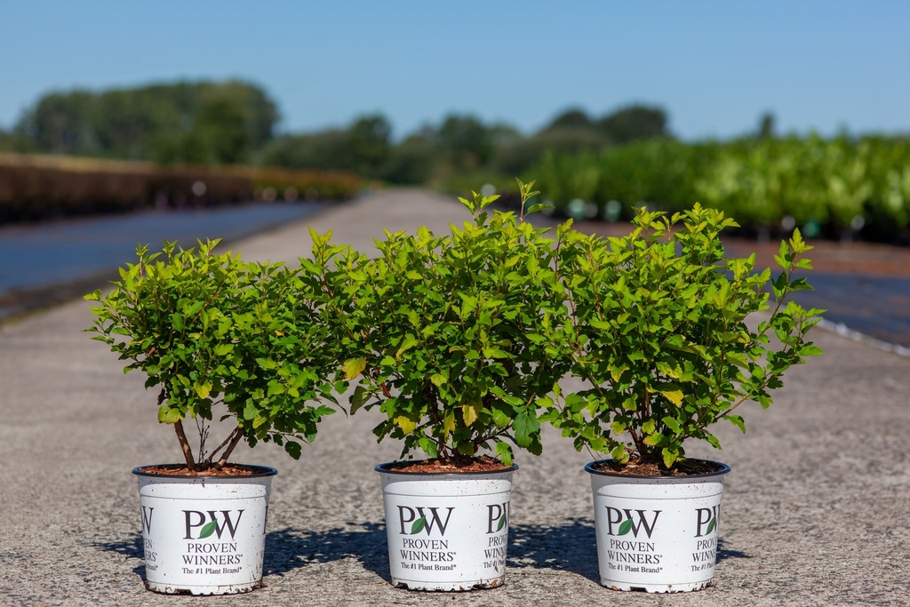 [P] Physocarpus opulifolius Proven Winners® TINY WINE GOLD (PBR) cont. 3L deco 40-50 cm +p