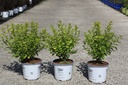 Physocarpus opulifolius Proven Winners® TINY WINE GOLD (PBR) cont. 3L деко 40-50 cm +ф