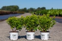 Physocarpus opulifolius Proven Winners® TINY WINE GOLD (PBR) cont. 3L Proven Winners® 40-50 cm +p
