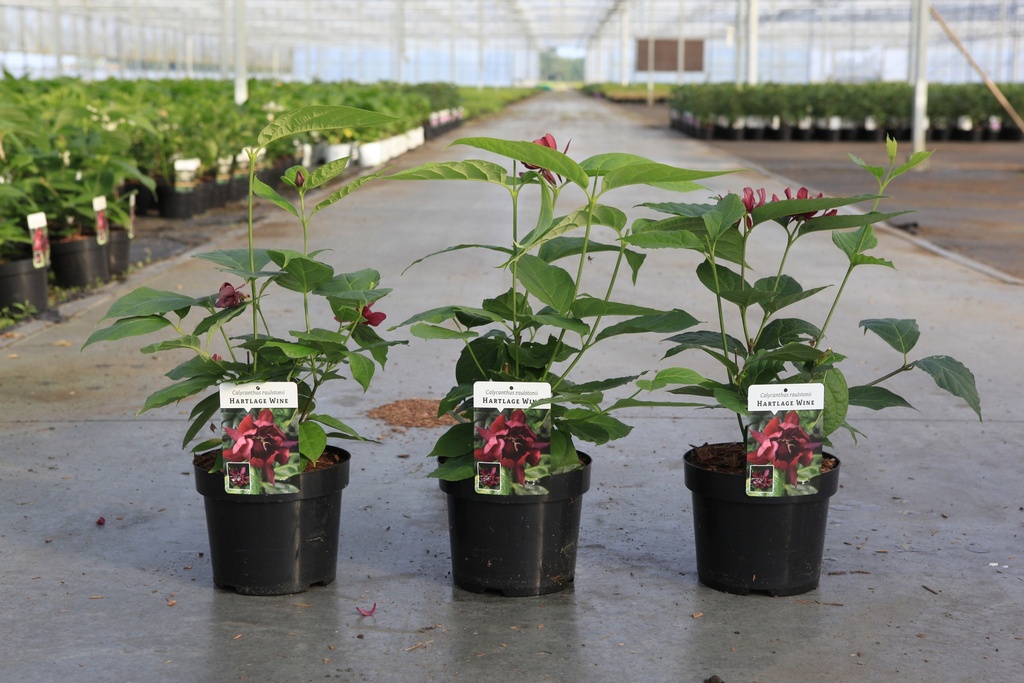 [P] Calycanthus raulstonii 'Hartlage Wine' cont. 3,6L 40-50 cm +f