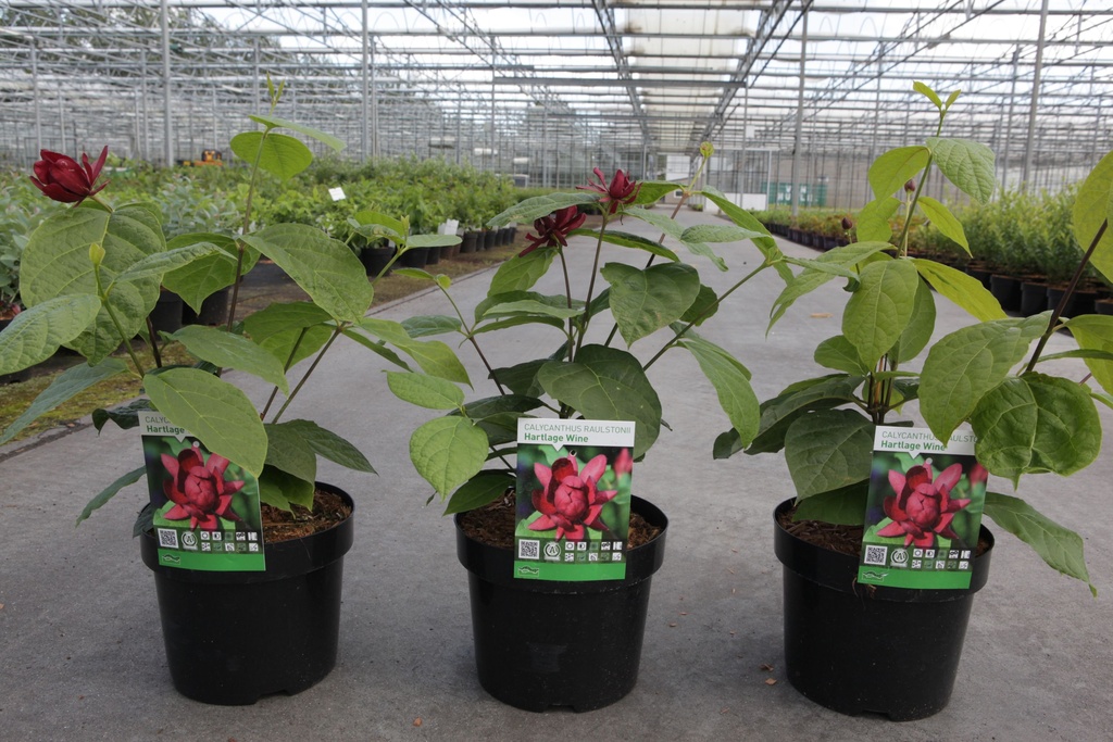 Calycanthus raulstonii 'Hartlage Wine' cont. 3,6L 40-50 cm +f
