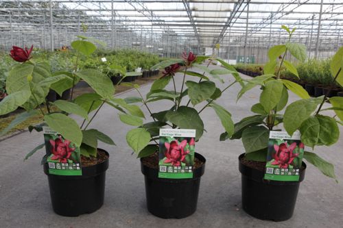 Calycanthus raulstonii 'Hartlage Wine' cont. 3,6L 40-50 cm +p