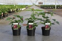 Calycanthus raulstonii 'Hartlage Wine' Kont. 3,6L 40-50 cm +B