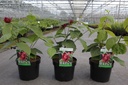 Calycanthus raulstonii 'Hartlage Wine' cont. 3,6L 40-50 cm +p