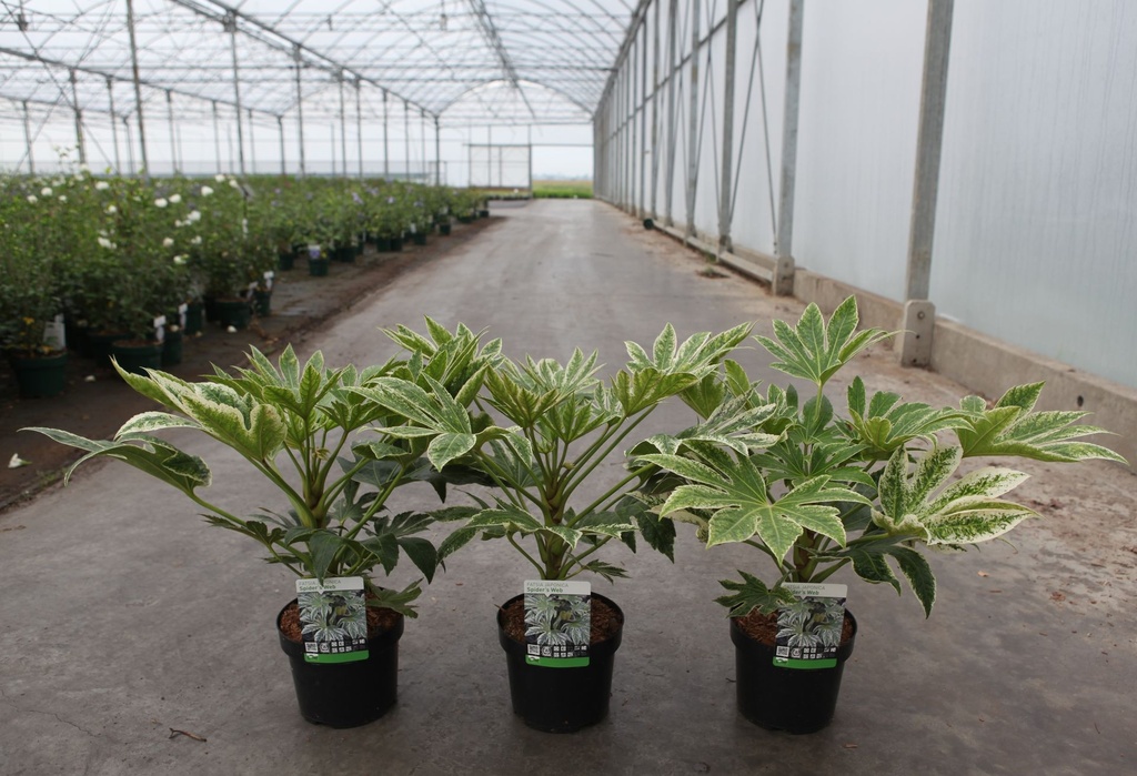 Fatsia japonica 'Spider's Web' cont. 3,6L 30/+ cm +ф