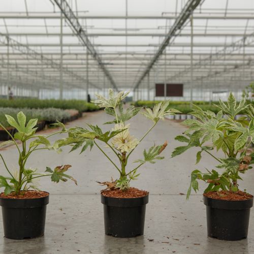 Fatsia japonica 'Spider's Web' cont. 3,6L 30/+ cm +p
