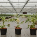 Fatsia japonica 'Spider's Web' cont. 3,6L 30/+ cm +B