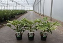 Fatsia japonica 'Spider's Web' cont. 3,6L 30/+ cm +p