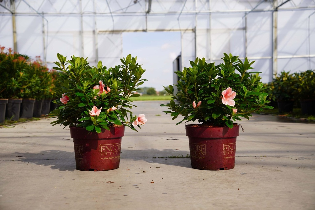 Rhododendron (AJ) Encore® AUTUMN SUNBURST (PBR) cont. 3L 25-30 cm +f