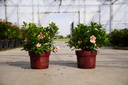 Rhododendron (AJ) Encore® AUTUMN SUNBURST (PBR) cont. 3L 25-30 cm +f