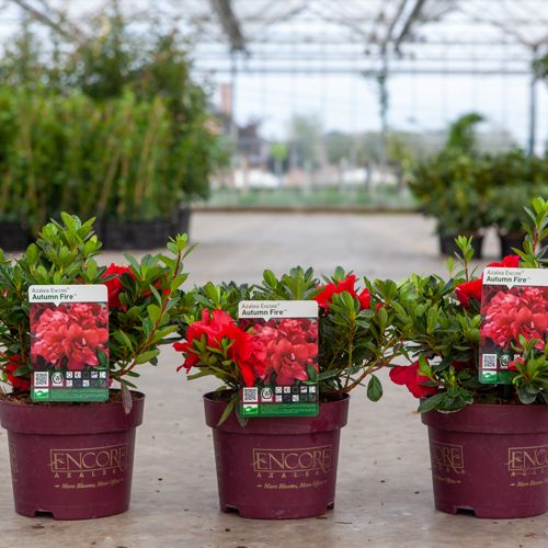 Rhododendron (AJ) Encore® AUTUMN FIRE (PBR) cont. 3L 25-30 cm +B