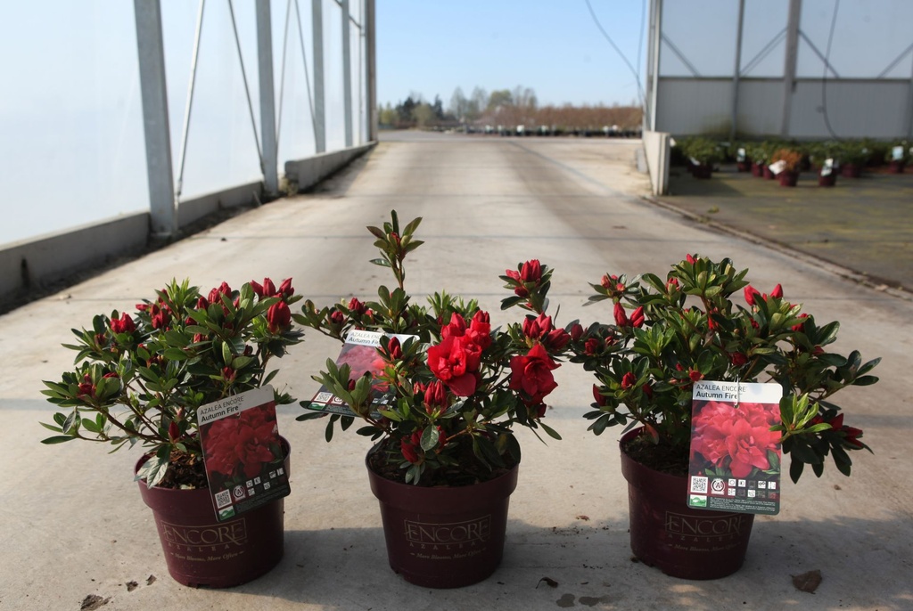 [P] Rhododendron (AJ) Encore® AUTUMN FIRE (PBR) cont. 3L 25-30 cm +p