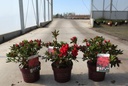 Rhododendron (AJ) Encore® AUTUMN FIRE (PBR) cont. 3L 25-30 cm +f
