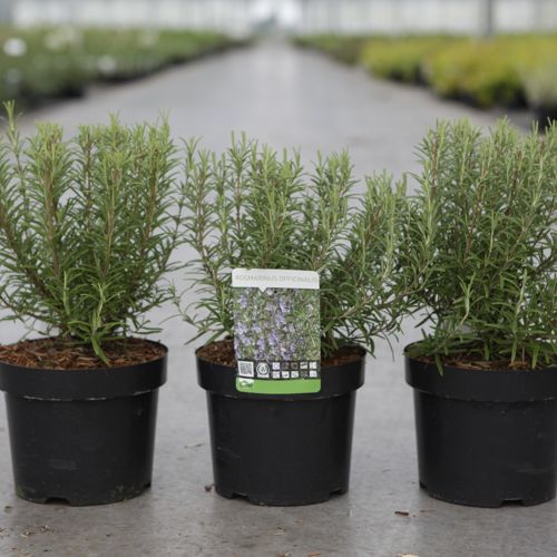 [P] Rosmarinus officinalis cont. 3,6L 30/+ cm +ф