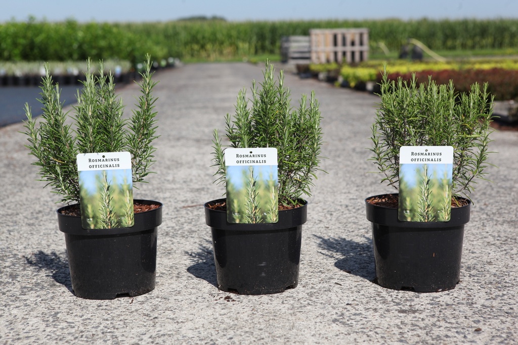 Rosmarinus officinalis cont. 3,6L 30/+ cm +f