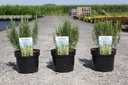 Rosmarinus officinalis cont. 3,6L 30/+ cm +ф