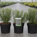 Rosmarinus officinalis cont. 3,6L 30/+ cm +ф