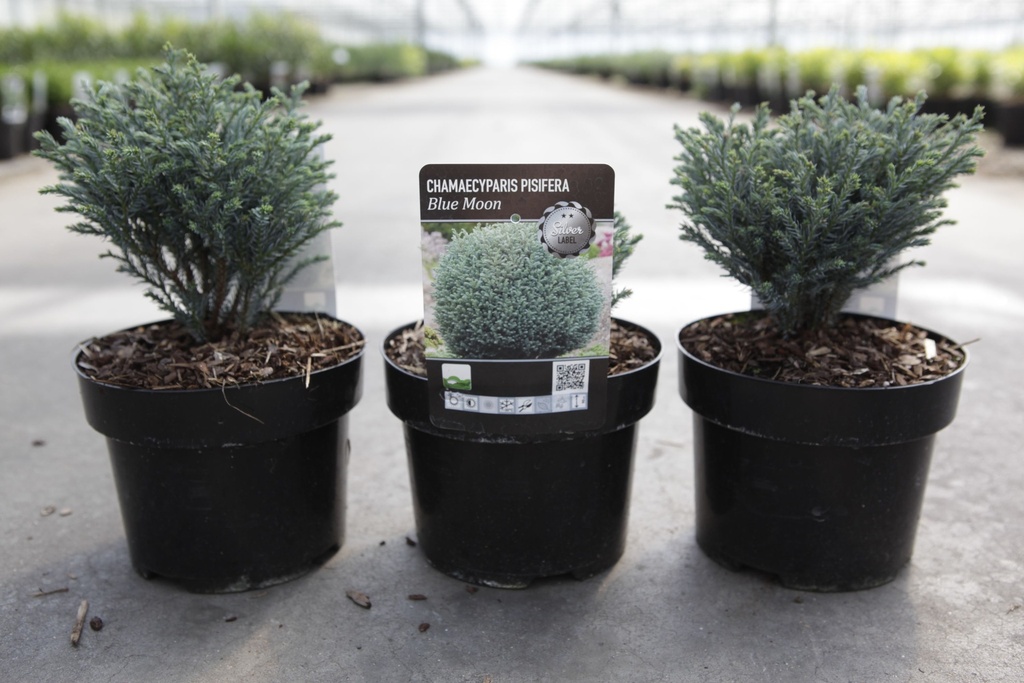 Chamaecyparis pisifera 'Blue Moon®' cont. 2L 25/+ cm +ф