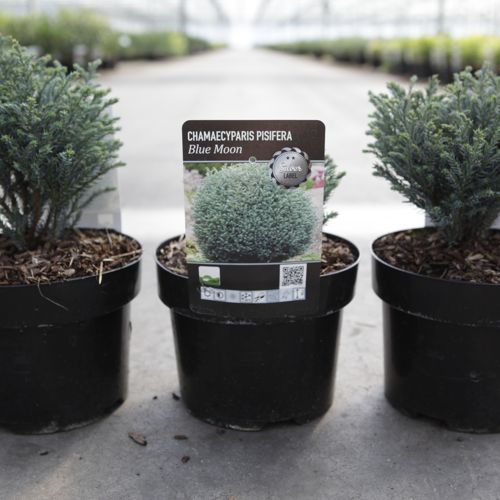 Chamaecyparis pisifera 'Blue Moon®' cont. 2L 25/+ cm +B