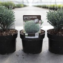 Chamaecyparis pisifera 'Blue Moon®' cont. 2L 25/+ cm +B