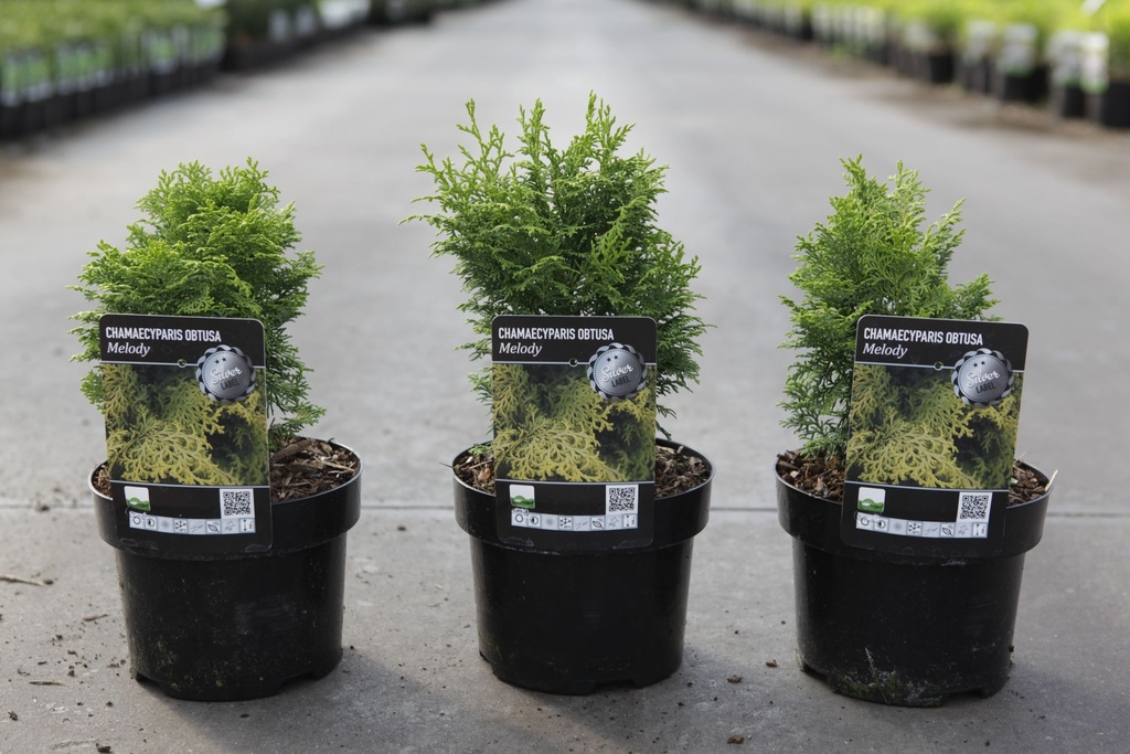 [P] Chamaecyparis obtusa 'Melody' cont. 2L 20-25 cm +B