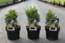 Chamaecyparis obtusa 'Melody' cont. 2L 20-25 cm +ф