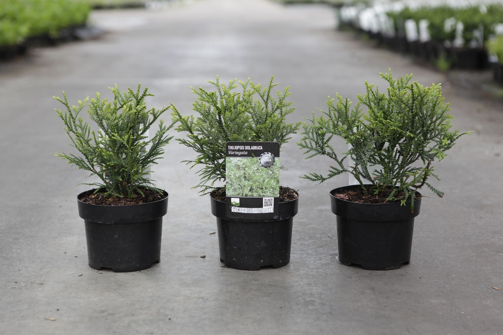 Thujopsis dolabrata 'Variegata' cont. 2L 20-25 cm +p