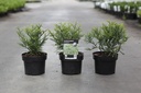 Thujopsis dolabrata 'Variegata' cont. 2L 20-25 cm +p