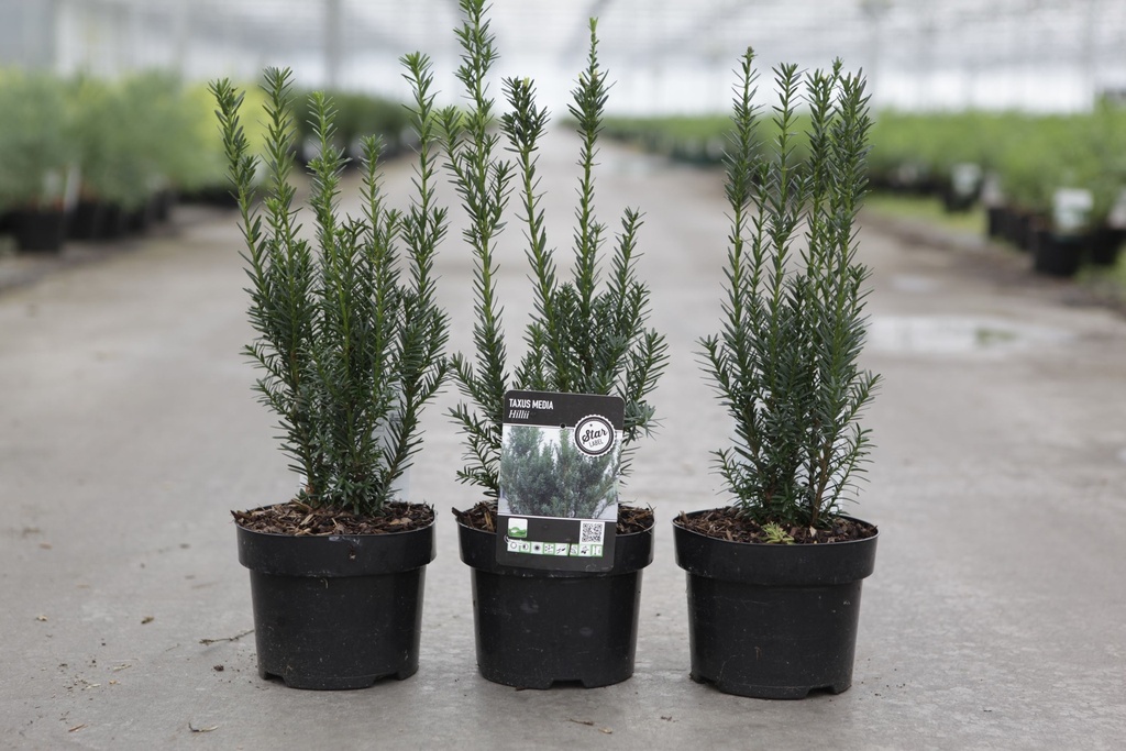 Taxus media 'Hillii' cont. 2L 30-40 cm +p