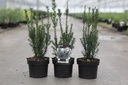 Taxus media 'Hillii' cont. 2L 30-40 cm +p