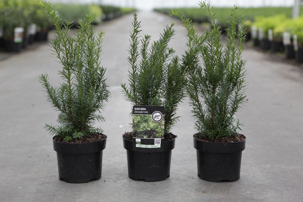 Taxus media 'Densiformis' cont. 2L 25-30 cm +f
