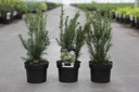 Taxus media 'Densiformis' cont. 2L 25-30 cm +p
